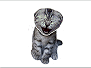Click to Play Farting Cat