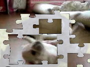 Click to Play Puppy VIDEO Jigsaw